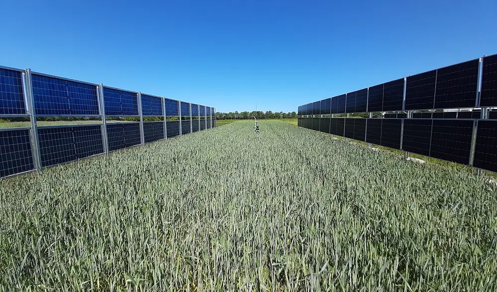 Two rows of vertical bifacial solar modules standing on both sides of a green wheat field under a clear blue sky